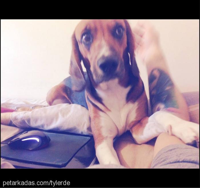 tyler Erkek Beagle