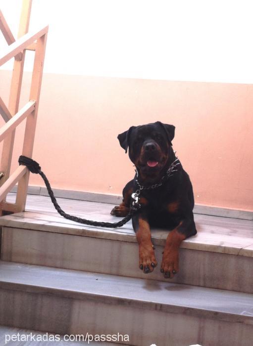 passsha Erkek Rottweiler