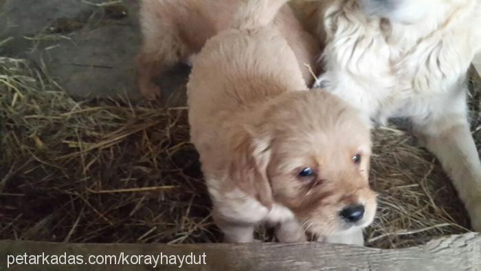 bebekler Dişi Golden Retriever