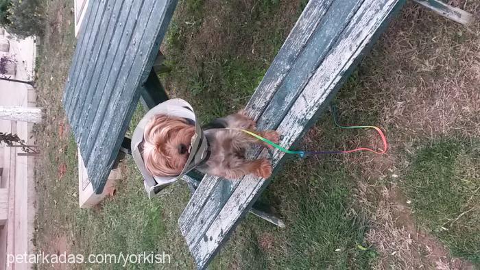 Çapkın Erkek Yorkshire Terrier