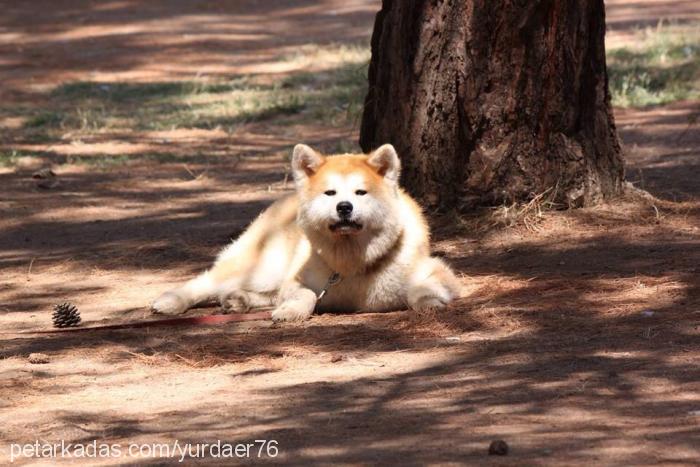 sakurahimegohos Dişi Akita İnu