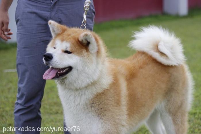 sakurahimegohos Dişi Akita İnu