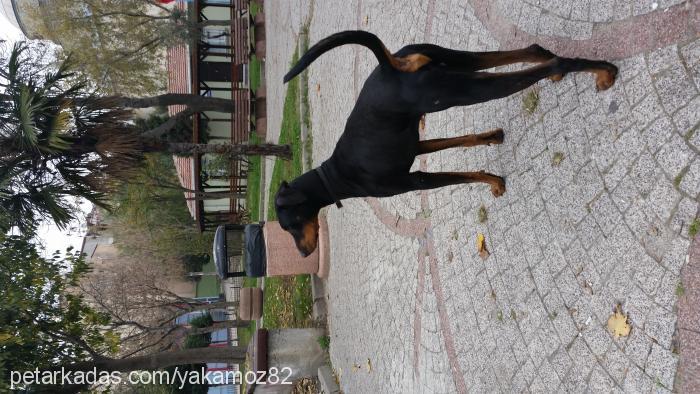 shrek Erkek Doberman Pinscher