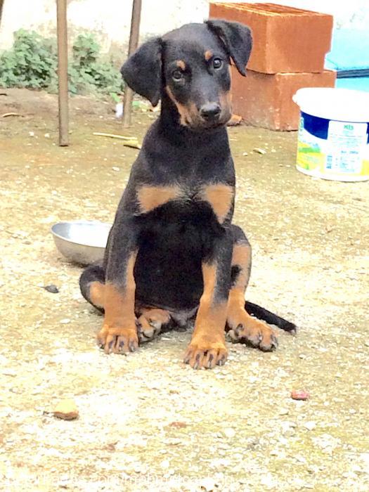 ares Erkek Doberman Pinscher