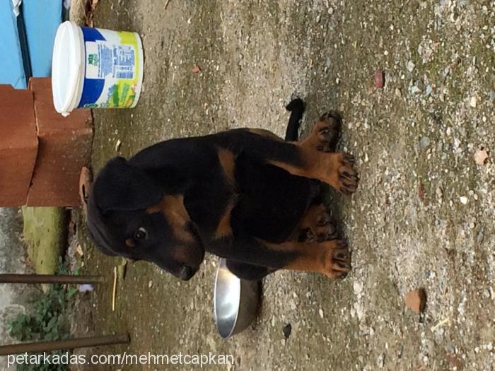 ares Erkek Doberman Pinscher