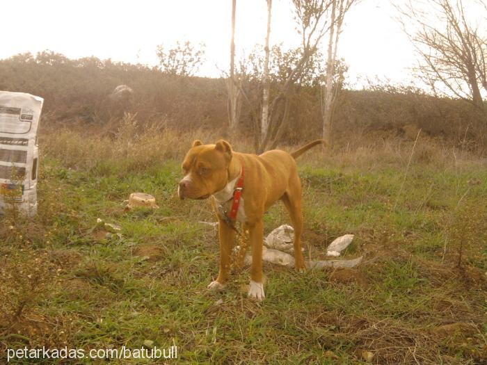 rocky Erkek Amerikan Pitbull Terrier