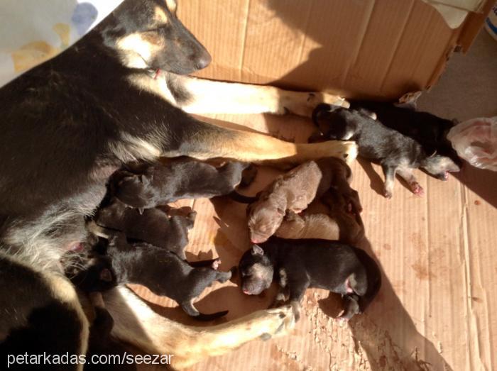 sezar Erkek Alman Çoban Köpeği