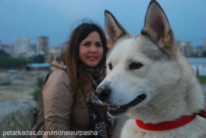 pasa Erkek Sokö (Sokak Köpeği)