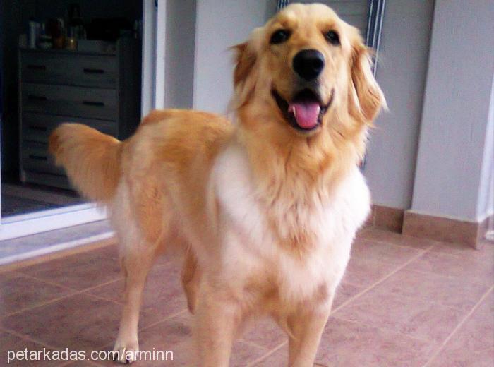 armin Dişi Golden Retriever