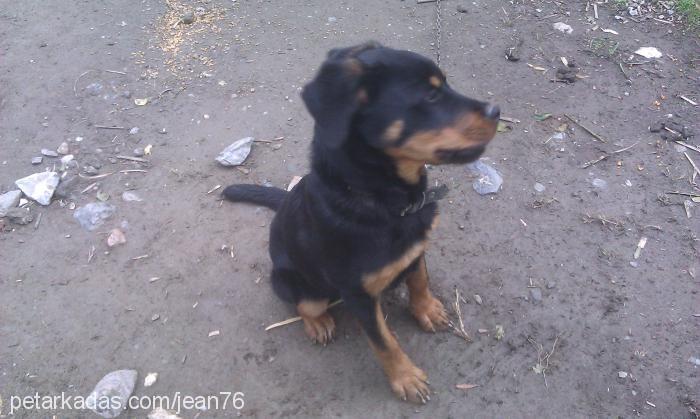 kala Dişi Rottweiler