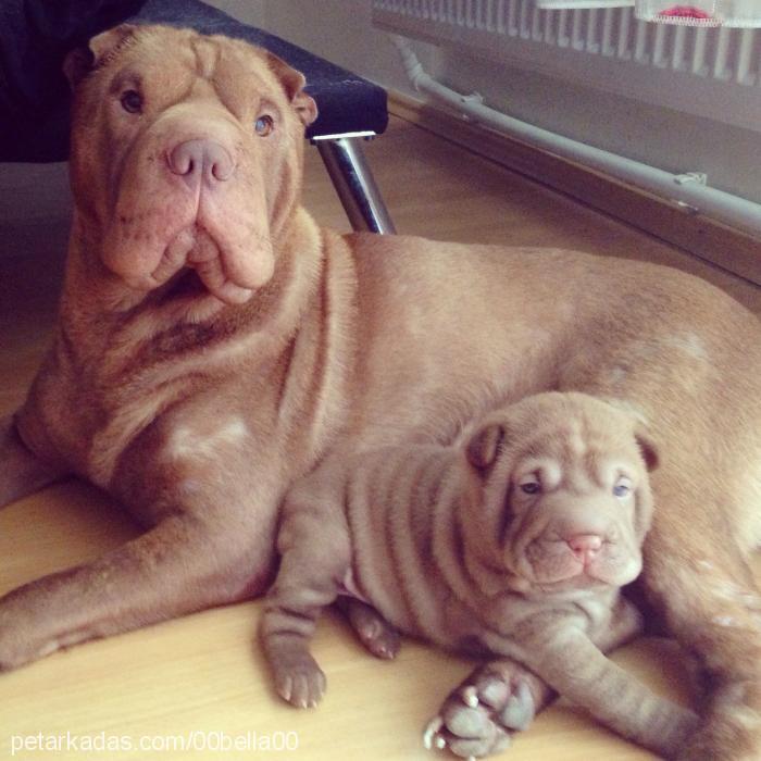 lily Dişi Çin Shar-Pei