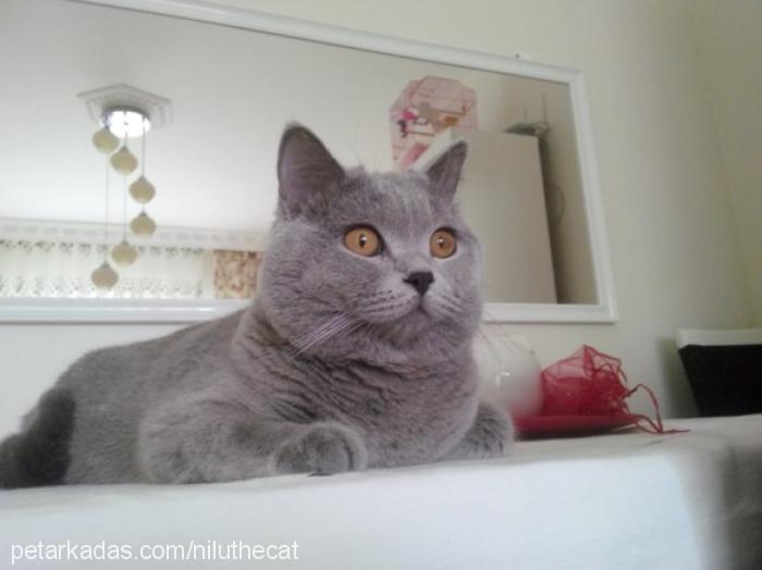 ramses Erkek British Shorthair