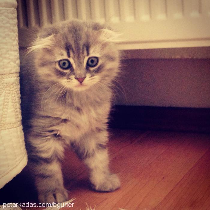 kıpır Erkek Scottish Fold