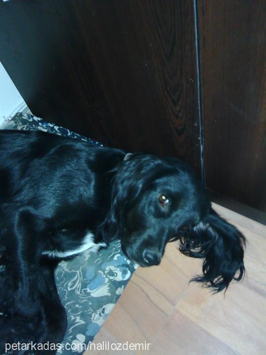 zeytin Dişi İngiliz Cocker Spaniel