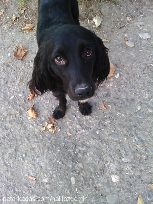 zeytin Dişi İngiliz Cocker Spaniel