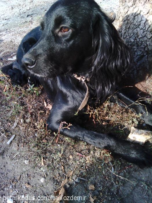 zeytin Dişi İngiliz Cocker Spaniel