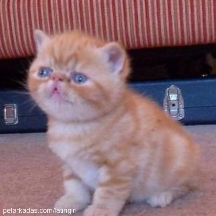 dudu Dişi Exotic Shorthair