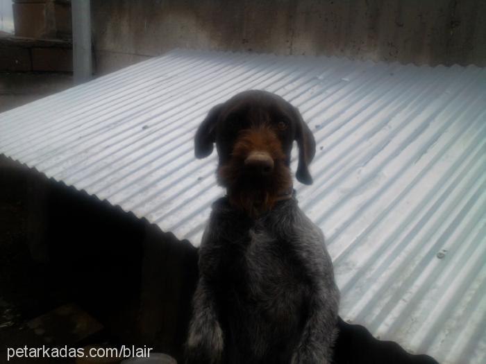 ateş Erkek Wirehaired Pointing Griffon