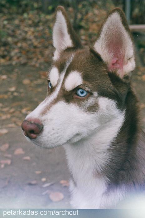 toprak Erkek Sibirya Kurdu (Husky)