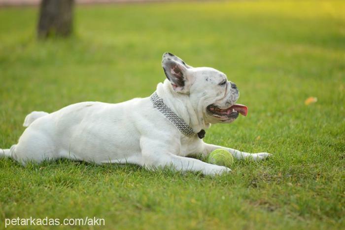 Şişko Dişi Fransız Bulldog