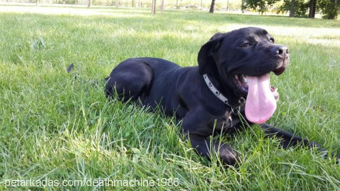 enzo Erkek Cane Corso Italiano