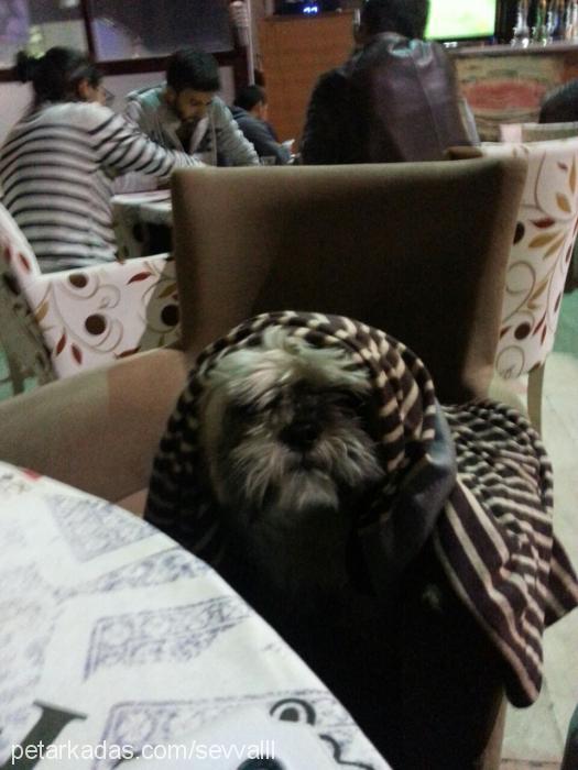 çavuş Erkek Shih-Tzu