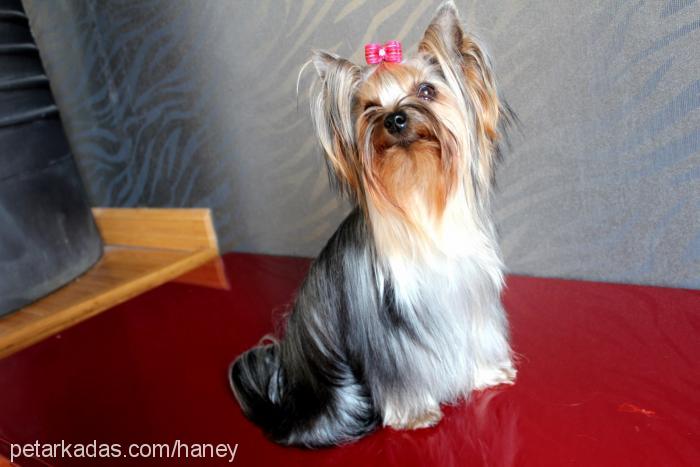 mirabella Dişi Yorkshire Terrier