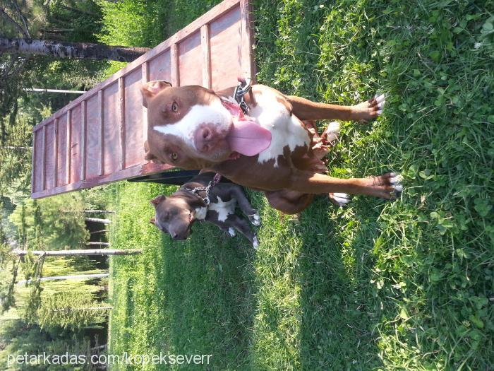 redbull Dişi Amerikan Pitbull Terrier