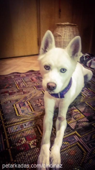 buzi Dişi Sibirya Kurdu (Husky)