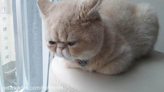 pufi Erkek Exotic Shorthair