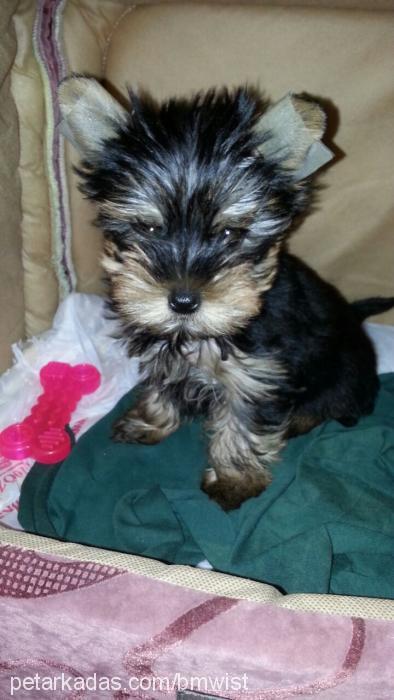 lily Erkek Yorkshire Terrier