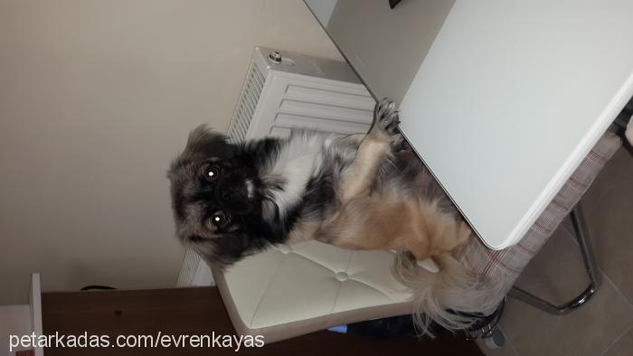 cesi Erkek Tibetli Spaniel