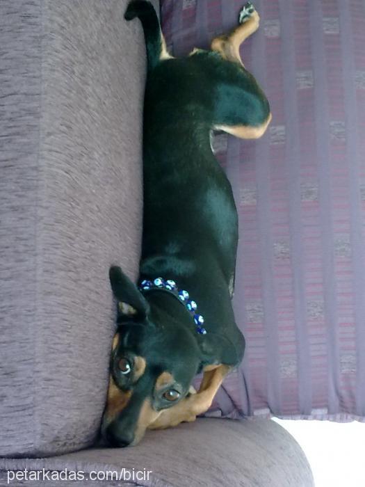 bicir Dişi Minyatür Pinscher