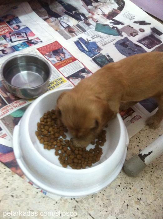 shelaŞila Dişi Amerikan Cocker Spaniel