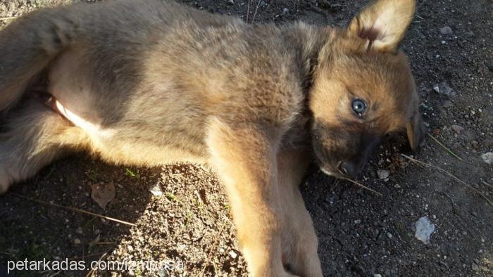 alexx Dişi Alman Çoban Köpeği