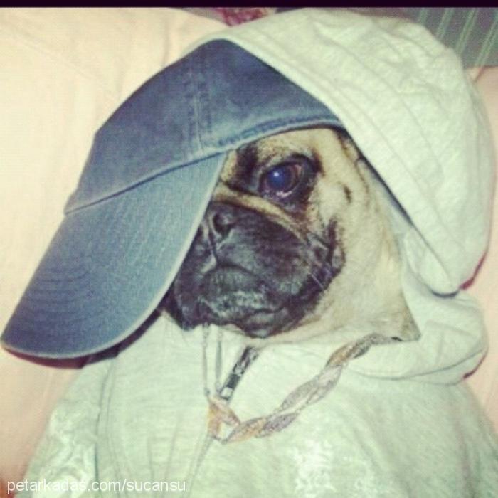 jessss Erkek Pug