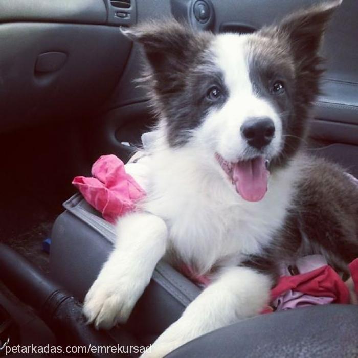 bia Dişi Border Collie