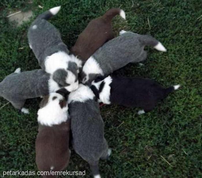 bia Dişi Border Collie