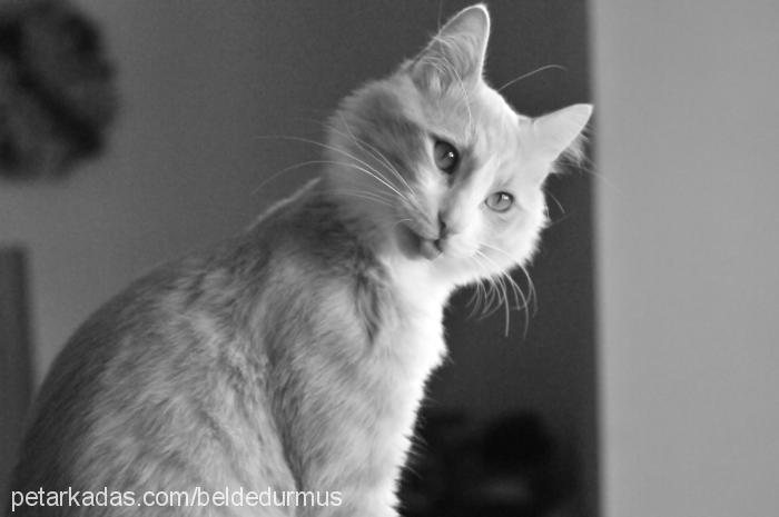 yakışıklıoğlumc Erkek Ankara Kedisi (Angora)