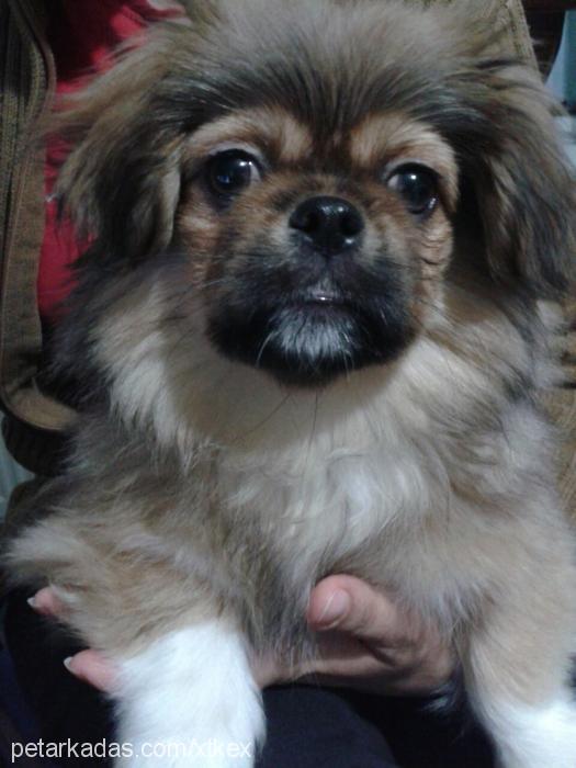 kirpik Erkek Pekingese