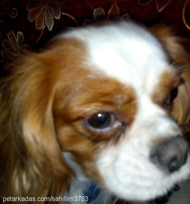 ateşvesu Erkek King Charles Spaniel