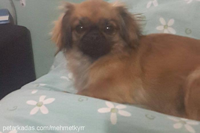 pompiş Dişi Pekingese