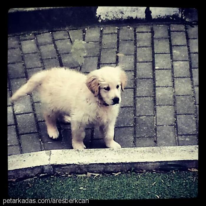 ares Erkek Golden Retriever