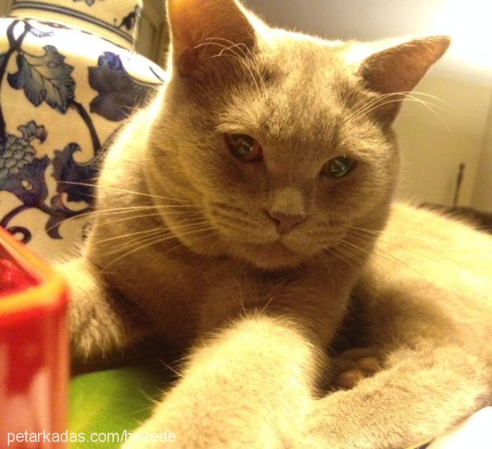 topaç Erkek British Shorthair