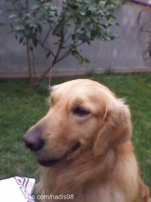 kıtmir Erkek Golden Retriever