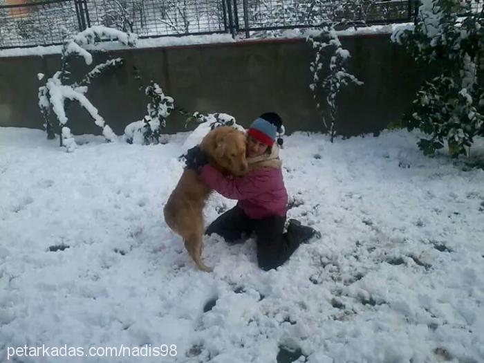 kıtmir Erkek Golden Retriever