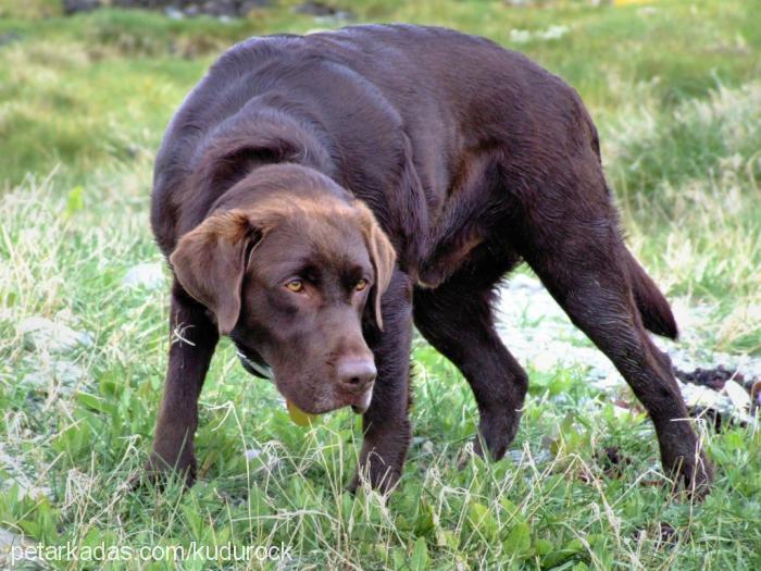 barut Erkek Labrador Retriever