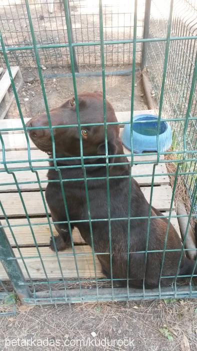 barut Erkek Labrador Retriever