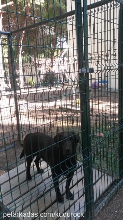 barut Erkek Labrador Retriever