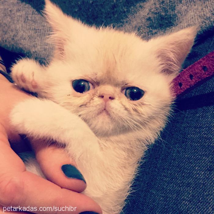 suchi Dişi Exotic Shorthair